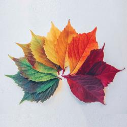 Fall thumbnail showing leaves
