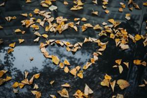 Thankful leaves arranged in a heart shape
