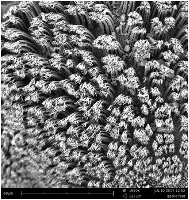 Magnified image of a gecko's foot using a Scanning Electron Microscope.