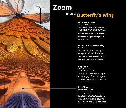 Image showing the full butterfly's wing poster with annotation 