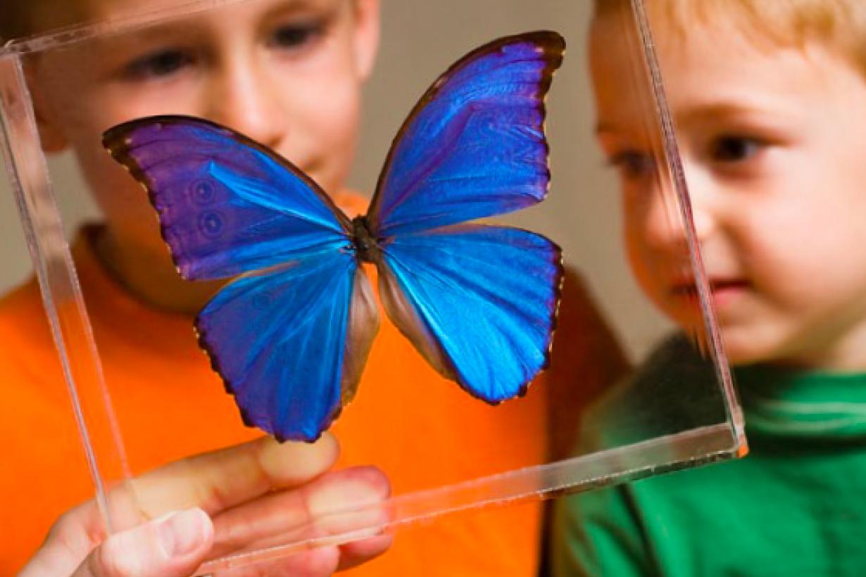 two children looking at Blue Morpho butterfly