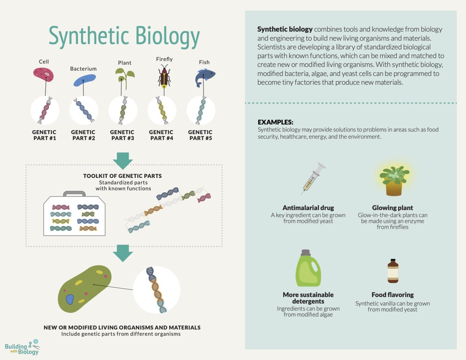 Reference card infographic explaining how synthetic biology works