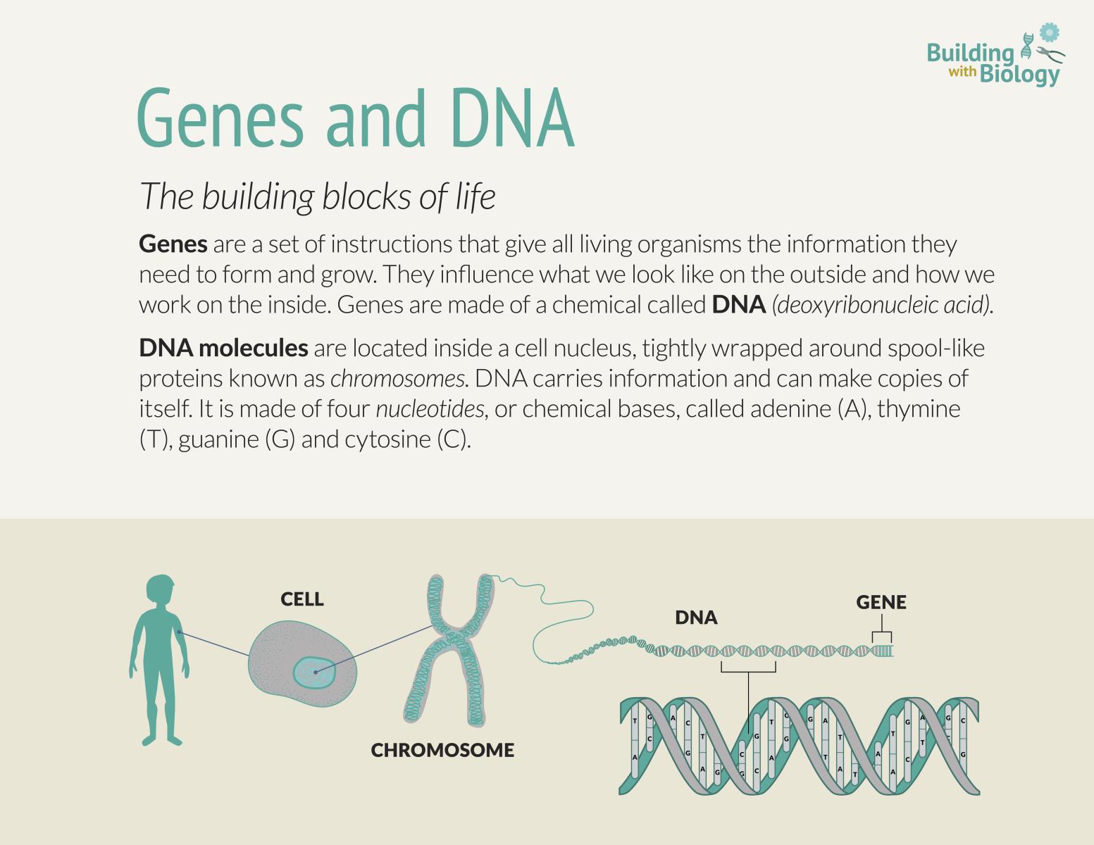 Reference sheet detailing Genes and DNA molecules