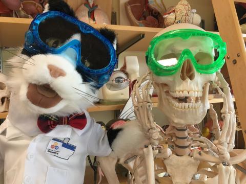 A screen shot of a tuxedo cat puppet posed next to a model human skeleton wearing goggles
