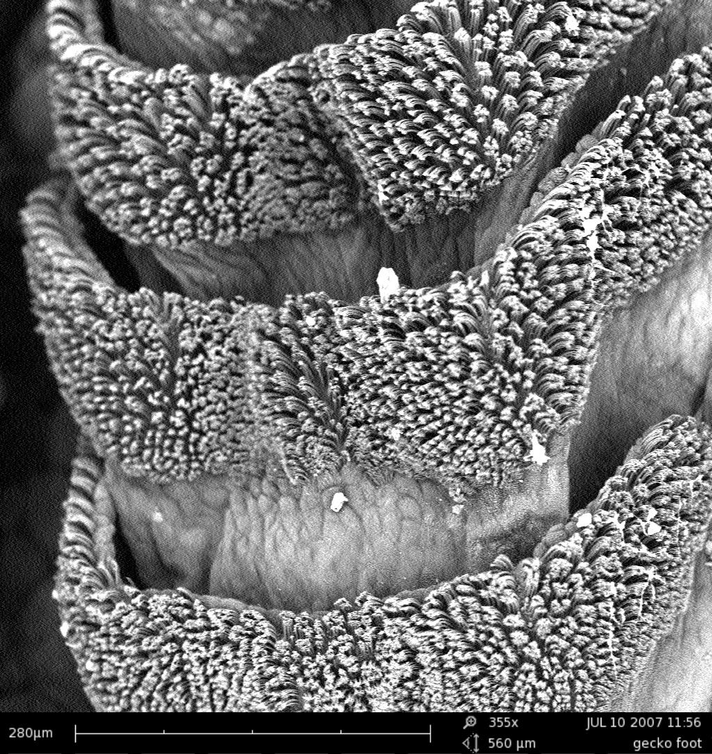 Magnified image of a gecko's toe using a Scanning Electron Microscope.