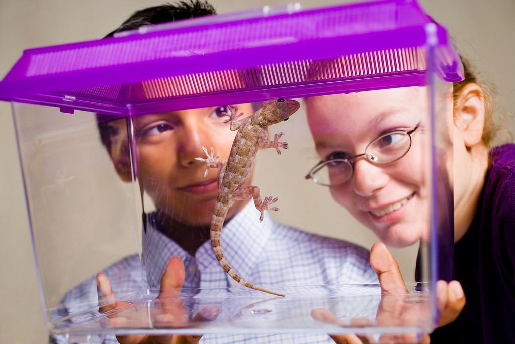 two learners looking at a gecko in a purple and clear aquarium