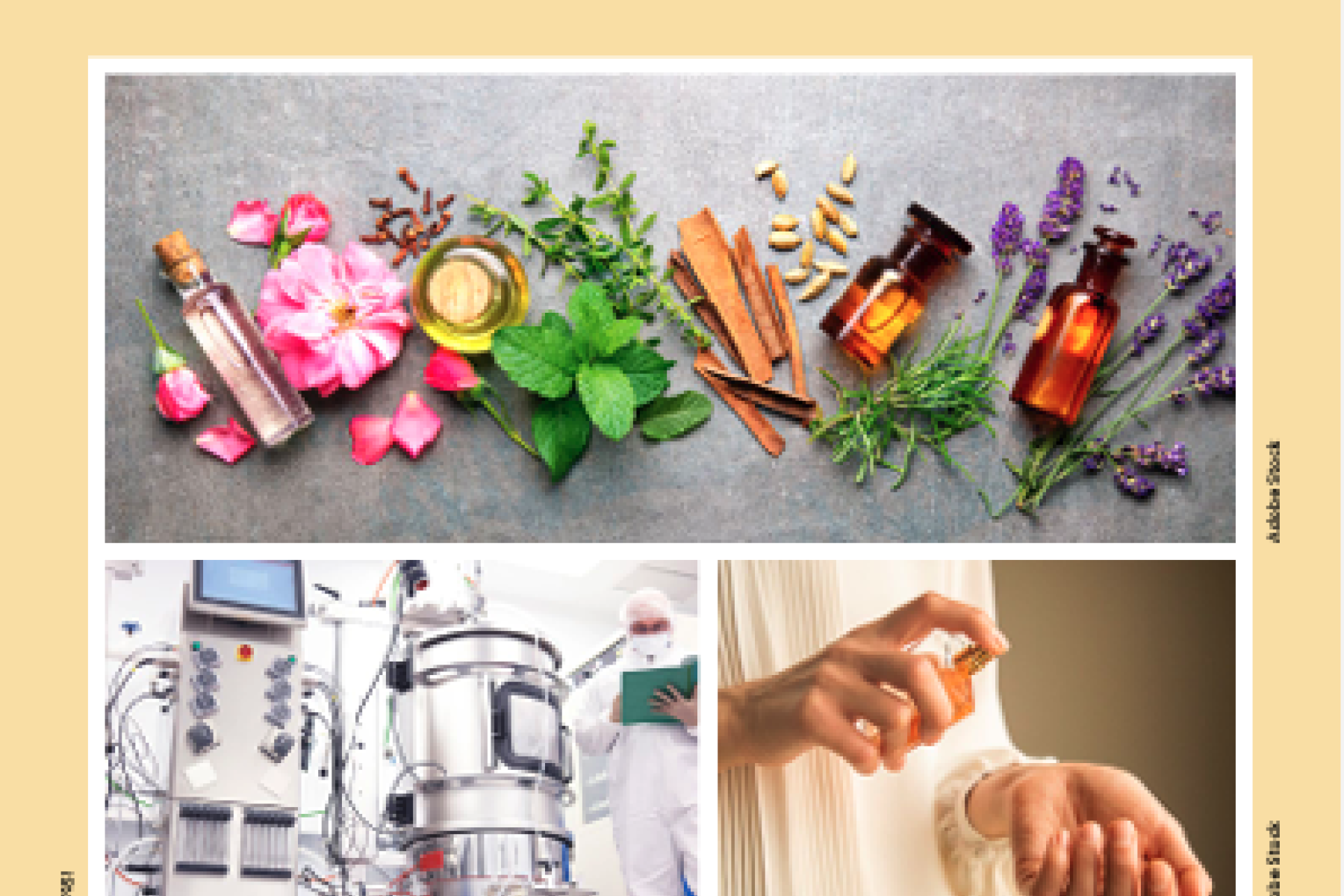 The "Synthetic Fragrances" card from the new set, includes large image of flowers and essential oils on top of two smaller images, one of lab equipment and someone in a cleanroom suit, another just two hands applying perfume to the wrist