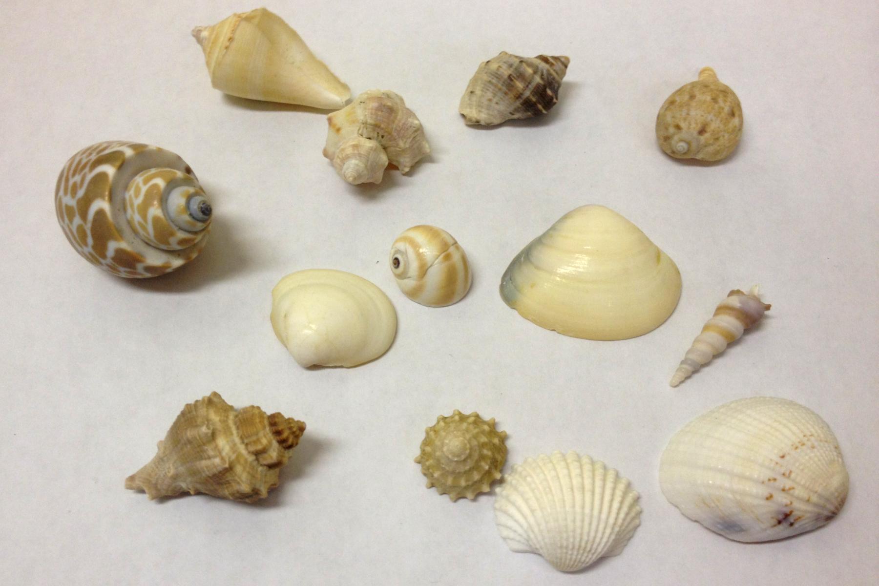 a collection of shells of different types