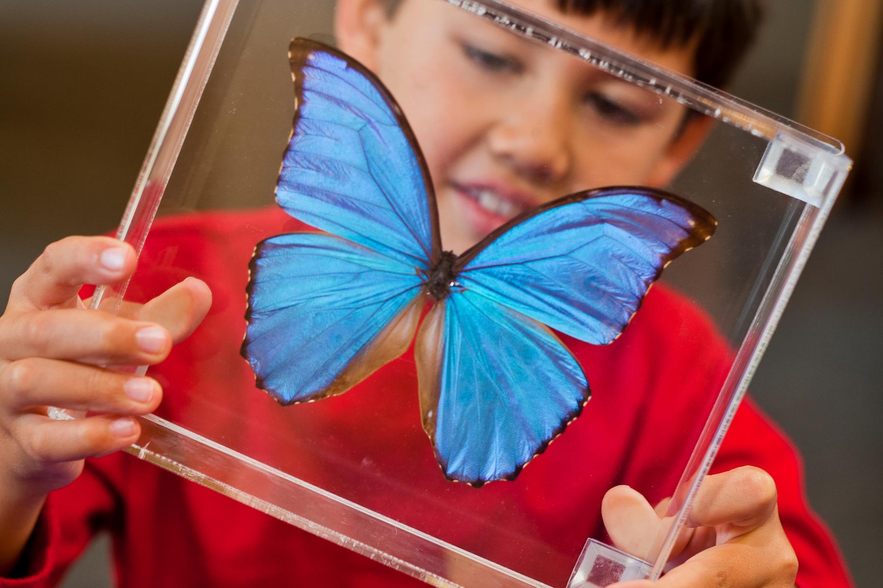 Child in a red shirt with a preserved butterfly