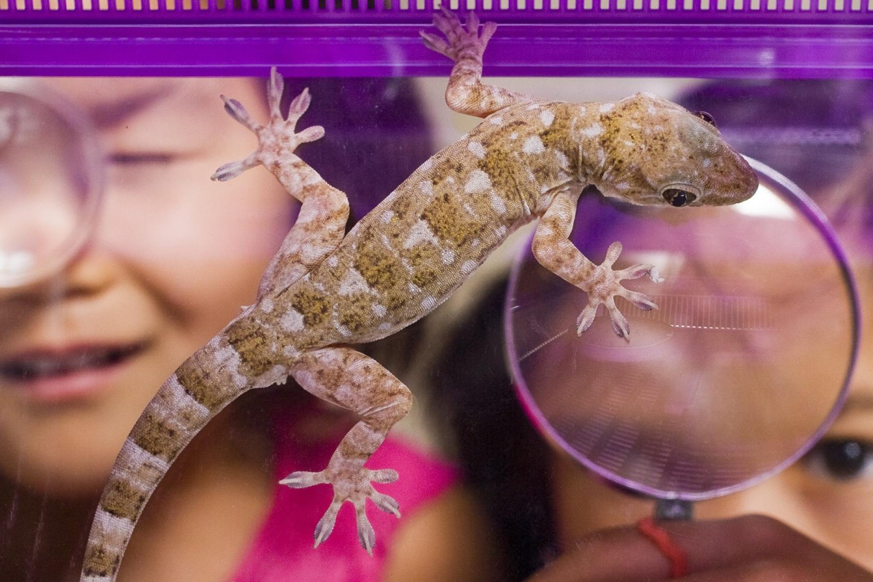 Children looking at Gecko with magnifying glass