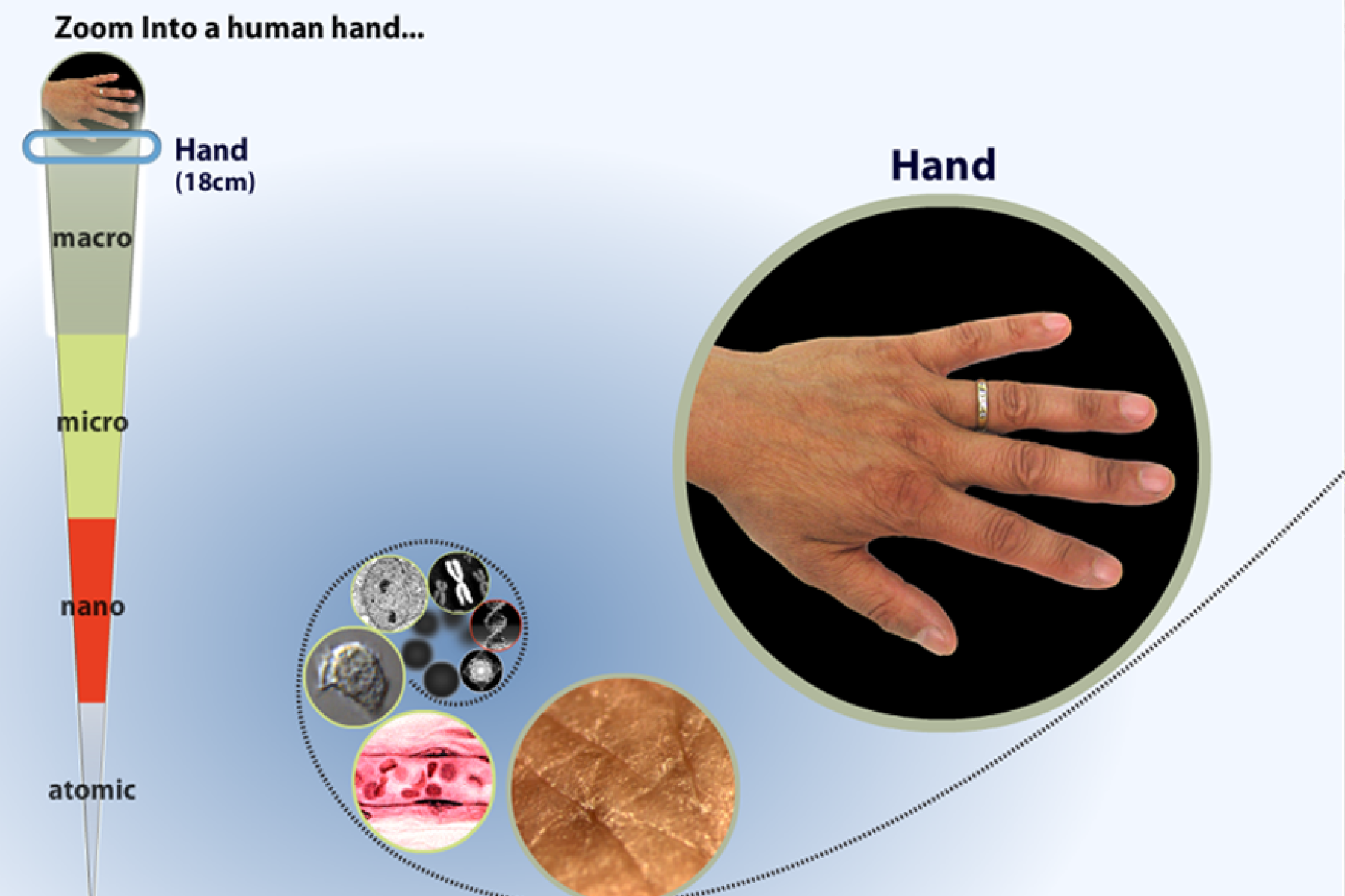 A screenshot of the zoom into a human hand interactive starting with a hand.
