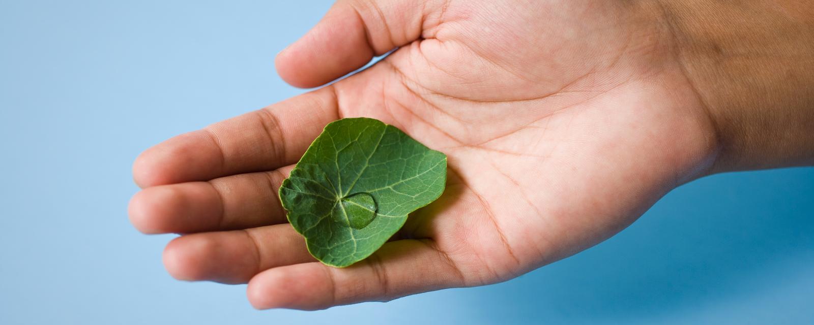 A drop of water on a lotus leaf